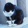 芝大神宮の猫