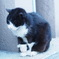 芝大神宮の猫