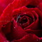 Rain in rose