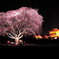 偕楽園大夜桜