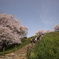 まんかい桜2010