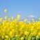 rapeseed blossom