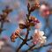 梅は咲いたか、桜はまだかいな！