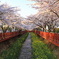 韓国　シンカイ市の桜