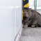 「隠れ方逆じゃね？」　野良猫