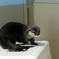 カワウソ