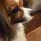 愛犬