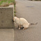 角で