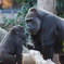 上野動物園 ゴリラの親子