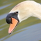 白鳥の目