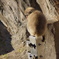 上野動物園　サル　哀愁