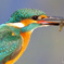 Kingfisher