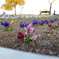 Flower Garden