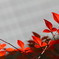 新芽