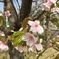 北海道の遅い桜