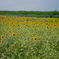 yellow+green