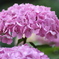 紫陽花