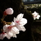 胴吹きの桜