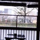 京都のさくら