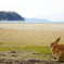 うさぎの島