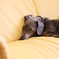 アンニュイな犬