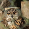 多摩動物公園