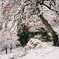 束の間の雪化粧