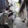 路地猫２