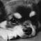愛犬