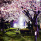 夜桜の小路