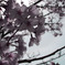 cherry blossoms