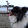 犬、初の海。湘南