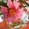山茶花
