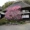 kamakura2