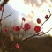梅花 1