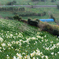 Narcissus terraces
