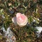 薔薇