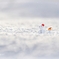 雪だるま☃