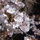 桜～また来年～