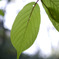 leaf#01