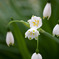 flower#02