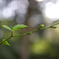 leaf#02