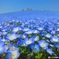 Blue world