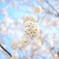 2015の桜