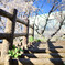 2015の桜
