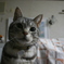 我が家の猫