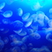 えのすいのクラゲ