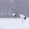 雪鶴