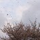 桜舞い散る中に忘れた記憶