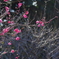 紅梅輝く
